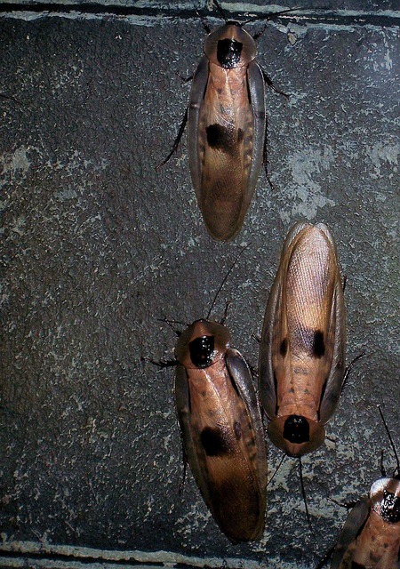 Comment lutter contre les cafards ?